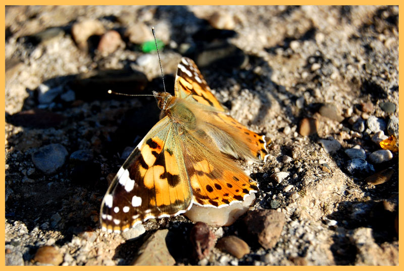 Vanessa Cardui